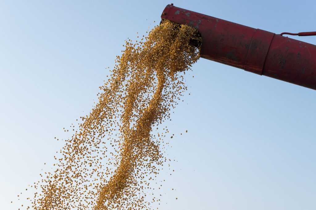 Wheat Procurement Surges in India, Surpassing Previous Year’s Figures
