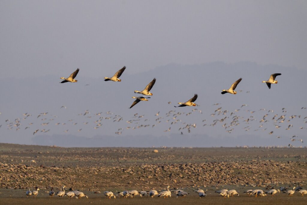 National Bird Day 2026: History, Significance, and Key Facts